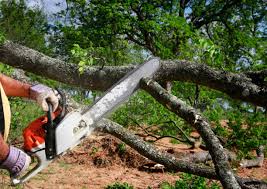 Best Tree Maintenance Programs  in Thatcher, UT