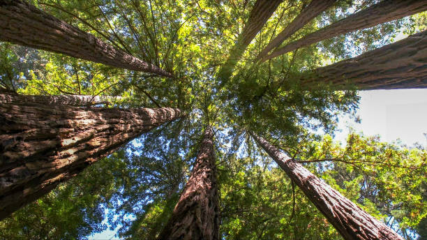 How Our Tree Care Process Works  in  Thatcher, UT