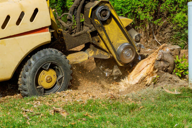 Best Commercial Tree Services  in Thatcher, UT