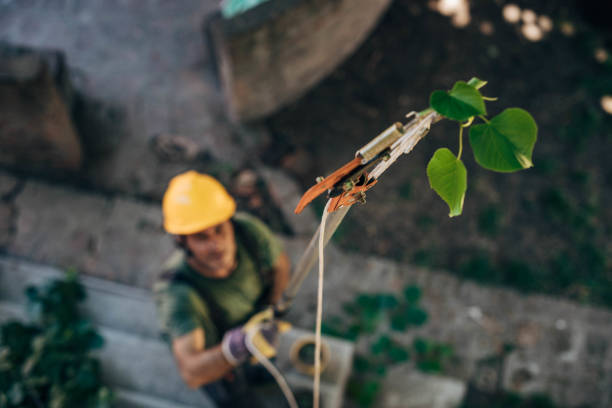 Best Tree Trimming and Pruning  in Thatcher, UT