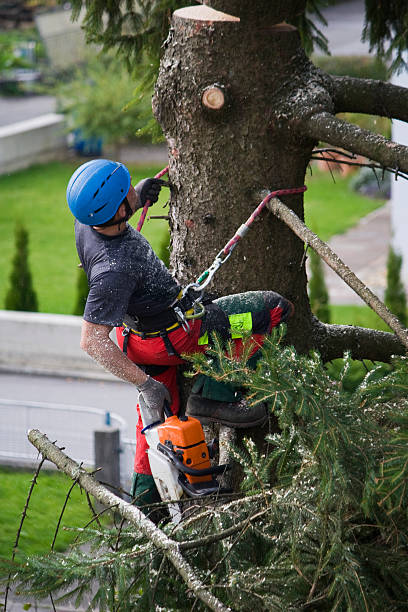 Best Stump Grinding and Removal  in Thatcher, UT