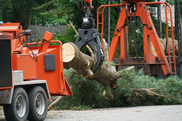 Best Tree Preservation Services  in Thatcher, UT