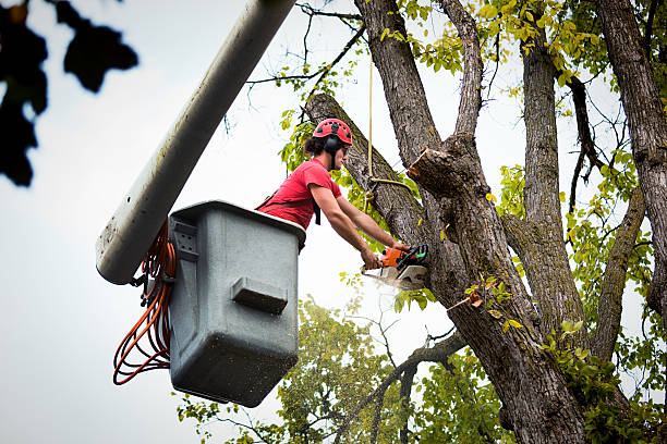 Best Emergency Tree Removal  in Thatcher, UT