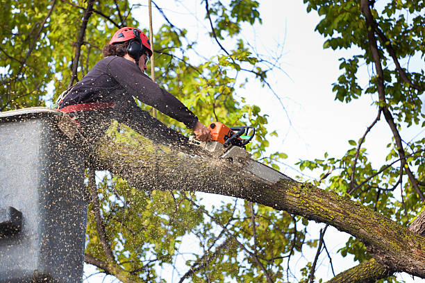  Thatcher, UT Tree Care Services Pros